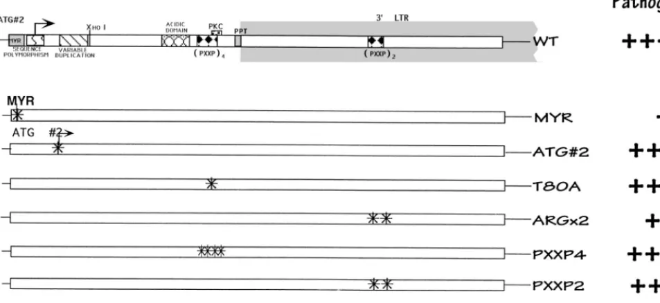FIG. 3. Schematic of the nefgrowth; gene and isogenic point mutant forms. As in Fig. 1, a summary of relative pathogenic potential is given at the right