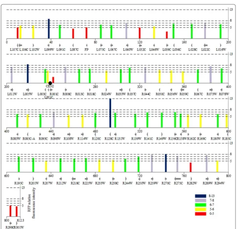 Fig. 2 Region specificity on expression of pURA3‑RFP cassette at various positions on CHR II