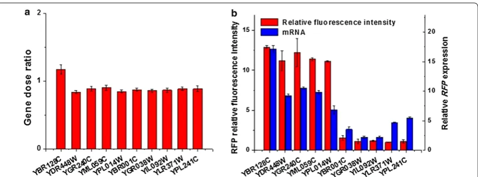 Fig. 4 Position effect occur at the level of transcription. a Copy numbers of the RFP gene at ten loci