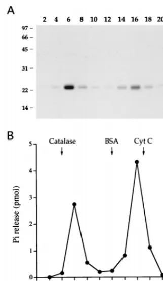 FIG. 4. Sedimentation analysis. A sample of the phosphocellulose prepara-tion of wild-type AcNPV phosphatase was sedimented in a 15 to 30% glycerol
