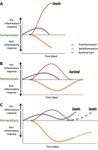 Figure 2.  Global representation of possible immunological responses in patients with sepsis