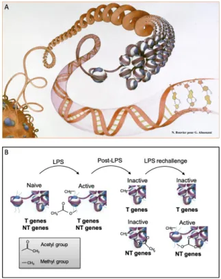 Figure 3.  Epigenetic modifications. (A) In the DNA helix, inactive DNA is wrapped around histones, so that  genes are inaccessible for transcription