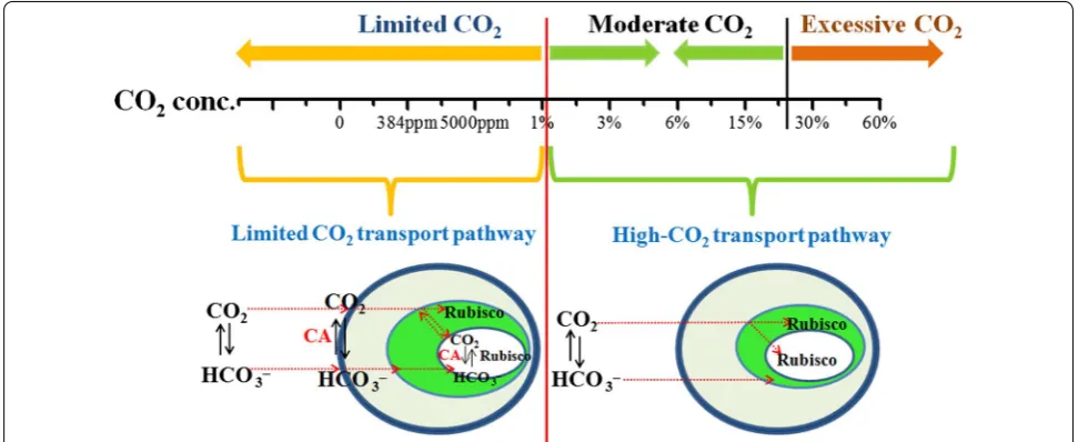 Fig. 6 Reconstructed  CO2 transport schematic pathway of Chlorella PY-ZU1 under various concentrations of  CO2