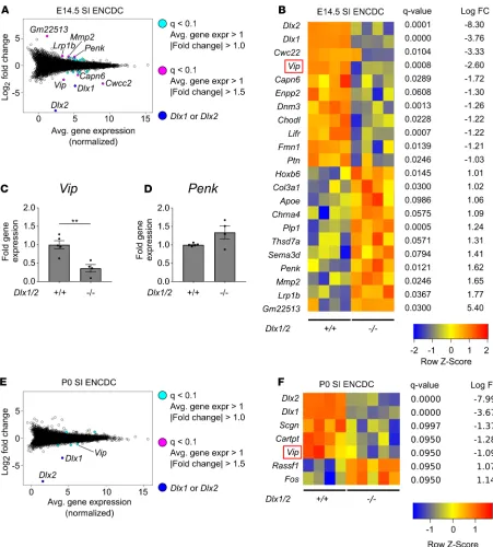 Figure 7. Vipgenes in  levels are reduced in the developing ENS of Dlx1/2–/– mice at E14.5 and P0