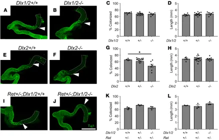 Figure 3. Dlx1/2mutants. (Z–/–, Dlx2–/–, and Ret+/– Dlx1/2–/– mice have normal bowel colonization rates by ENCDCs or minimal defects at E12.5