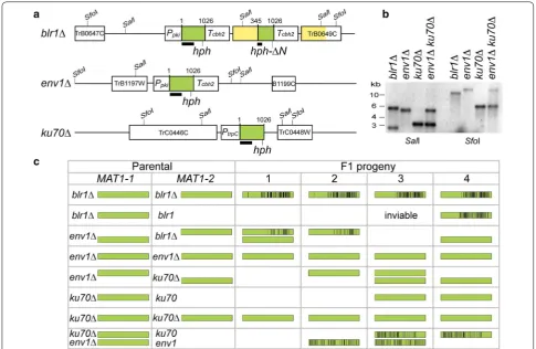 Fig. 6 RIP in ated in blr1Δ during transformation. The downstream neighboring genes of the deleted gene are indicated by identical 12960 fragments (in Trichoderma reesei