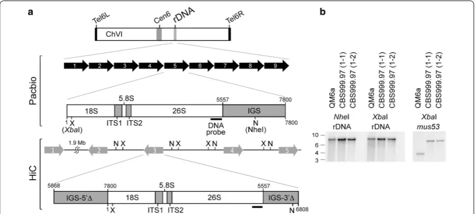 Fig. 3 The repetitive features of a representative QM6a chromosome (ChIV). The top tracks represent the graphs of GC contents (in red; window size 100 bp), the mapping coverage of Illumina MiSeq reads (in black), predicted genes (in blue), and the sequence