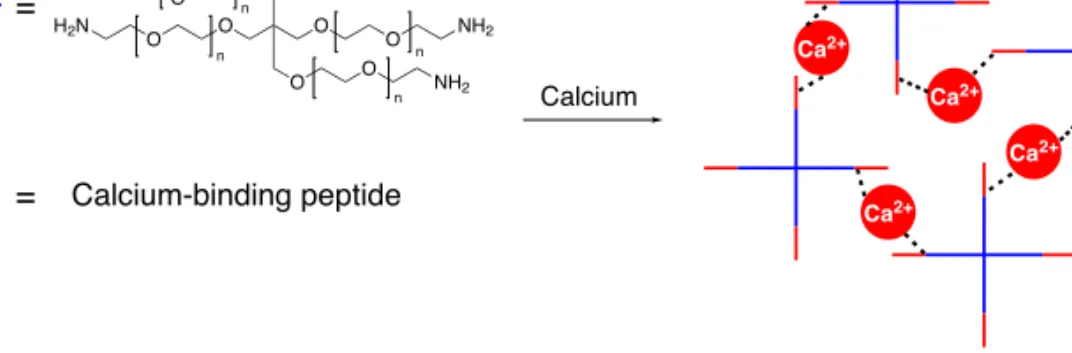 Figure 2.16.  Hydrogel formation of a calcium-binding peptide-polymer construct using calcium as cross- cross-linker