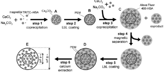 Figure 1.7  Formation of shell-in-shell microcapsules by Möhwald et al. [73]  © 2007 Wiley- Wiley-VCH Verlag GmbH &amp; Co