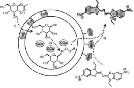 Figure 1.12  Three-enzyme-mediated cascade reaction with all enzymes attached to one  polymersome