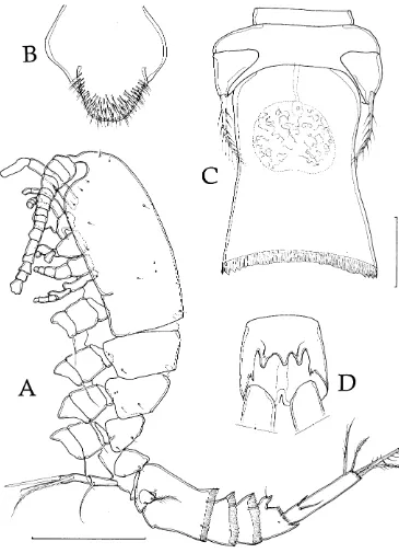 Fig. 2A–D Giselina cristatagen. et sp. nov. (female).