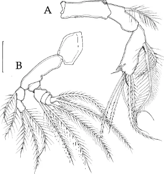 Fig. 3A, B Giselina cristatagen. et sp. nov. (female).