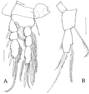 Fig. 6A, B Giselina cristatagen. et sp. nov. (female).