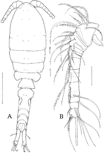 Fig. 7A, B Giselina gerdesi sp.nov. (female). A Habitus, 