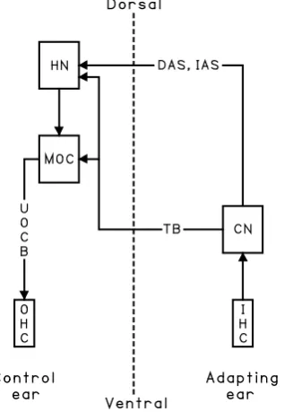 Fig. 4 hair cell; TB = trapezoid bundle; UOCB = uncrossed olivocochlear bundle. Fig. 4 is simplified from a summary in flow direction in axons is indicated by arrows