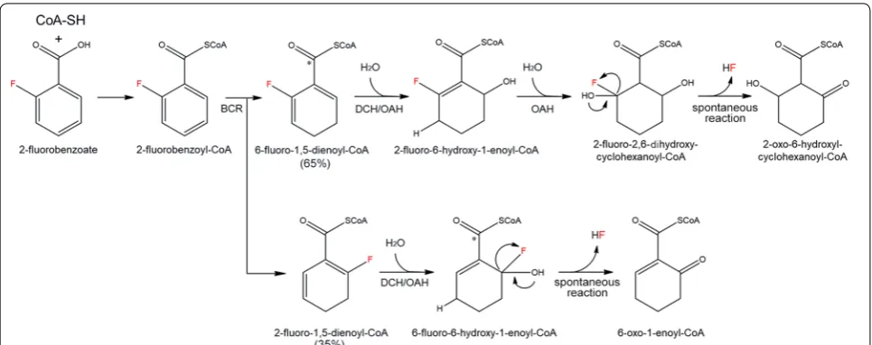 Fig. 4 Defluorination reaction of 4‑fluorobenzoate by 4‑fluorobenzoate dehalogenase [17]