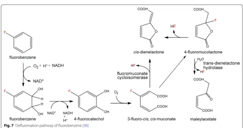 Fig. 6 Defluorination reaction of 4‑fluorophenol by 4‑fluorophenol monooxygenase [19]