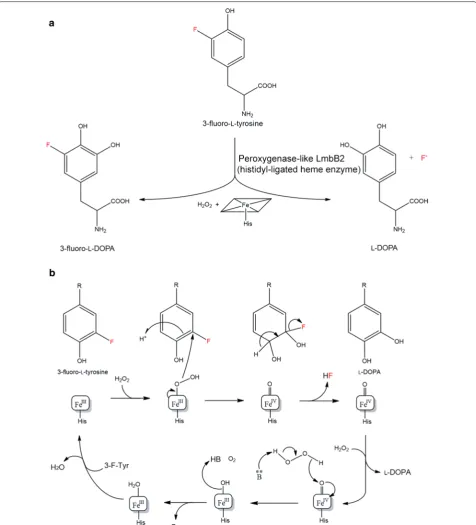 Fig. 8 Defluorination of 3‑fluorotyrosine by peroxygenase‑like LmbB2, histidyl‑ligated heme enzyme from reaction, and Streptomyces lincolnensis [37]: a brief b reaction mechanism