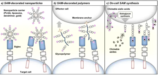 Figure 4 Multivalent presentation of sialic acid mimetics for Siglec targeting. 