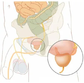 Figure 1.1: Anatomical image of the male pelvis showing the position of the prostate, which is located immediately under the bladder.