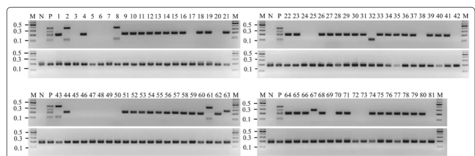 Fig. 5 Efficiency of multiplex PCR using a random living material organism (LMO) reference material (RM) mixture