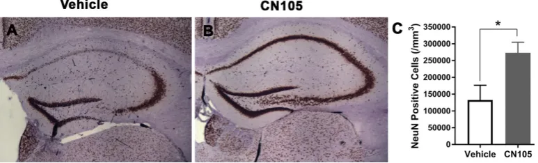 Figure 6 Representative pictures of NeuN staining performed at 35 days following SAH demonstrate long-term improvements in neuronal viability associated with CN-105 administration