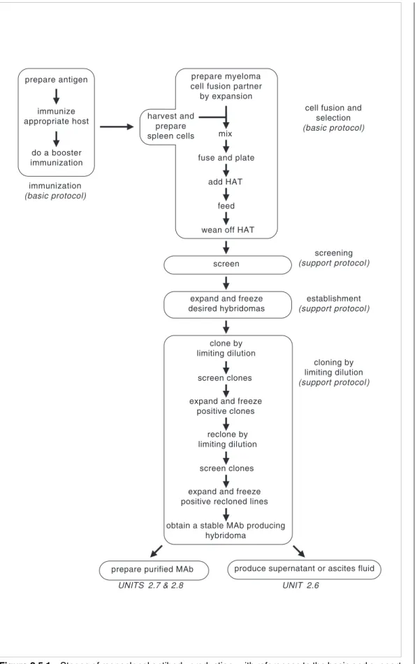 Figure 2.5.1  Stages of monoclonal antibody production, with references to the basic and support protocols in this unit (as well as subsequent units) that describe the steps.