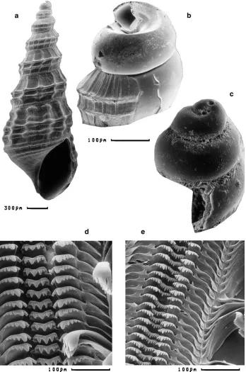 Fig. 3 a from a sandy inter-tidal flat of estuary of WouriPachymelania fusca1791, from uppermost tidalzone of estuary of SanagaRiver; nia auritaritaWouri River with preservedembryonic shell; flat of estuary of the WouriRiver;  from es-tuary of Wouri River