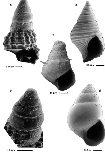 Fig. 4 a Juvenile specimen ofspecimen of muddy pool of ciliatusCosta, 1778, from an uppertidal pool of the basaltic rockyshore at Limbe; hesseiuppermost tidal zone of estuaryof Sanaga River; specimen of mangrove at Limbe, with slen-der tower-shaped protoconchand early teleoconch; conch of same specimen issculptured by two spiral keels,a subsutural row of tuberculesand is terminated by a strongsinusigera notch; Tympanotonos fuscatus Linné,1758, from a mud flat of Nypab proto-c juvenileAngiola lineata dad Assiminea Boettger, 1887, frome juvenilePotamopyrgus Gould, 1850, from aNypa mangroveat Limbe