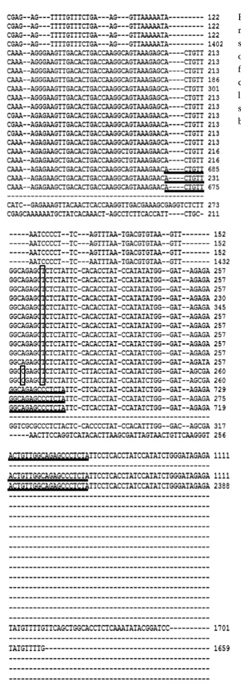 Figure 3. The alignment of reverse primer Lec101 with sequences of the lectin gene of selected species of the family Fabaceae