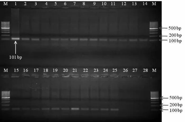 Figure 4. Verification of Lec101 primers specificity via PCR on Fabaceae plants: 1 – plasmid control, 2 – vetch, 3 – soybean A, 4 – soybean B , 5 – pea (Raman) A, 6 – pea (Raman) B, 7 – lentil A, 8 – lentil B, 9 – bean A, 10 – bean B, 11 – CTRL EX, 12 – CTRL MM, 13 – CTRL MM – open