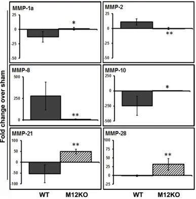 Figure 2 Dysregulation of MMPs in the ischaemic brain of wild-type and MMP-12 knockout mice