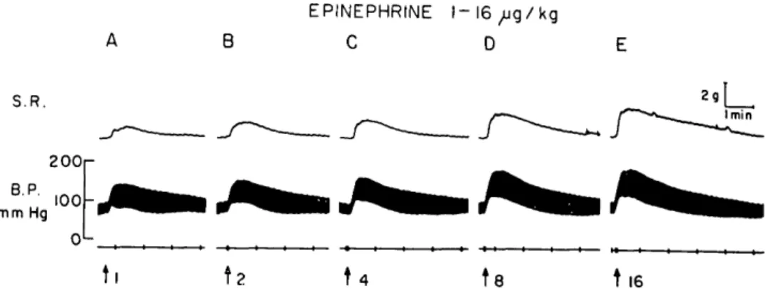 Fig. 1. Cat anesthetized with pentobarbital. Effect of increasing intravenous doses of epi- epi-nephrine on the superior rectus muscle (S.R.)