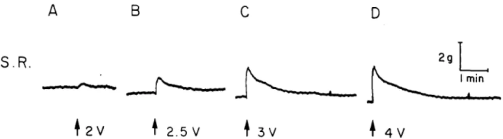 Fig. 2. Cat anesthetized with pentobarbital. Effect of electrical stimulation of the cervical sympathetic nerve on the superior rectus muscle (S.R.) 20 per second, 3 msec, duration, Calibrations 2 g tension and 1 minute .