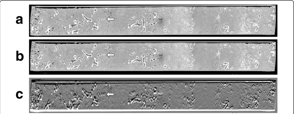 Fig. 6 Examples of sagittal reconstructions of CT acquisitions of sediment cores, which were annotated with a digital ruler (not shown) and used duringdensity before correction and high density after correction are shown in black
