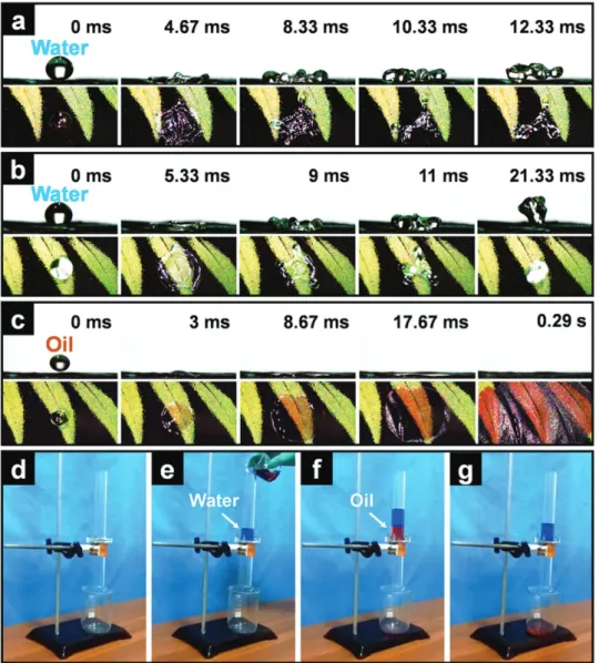 Figure 2.  Water bounce dynamics, oil spreading processes, and oil–water separation processes on butterfly wing surfaces