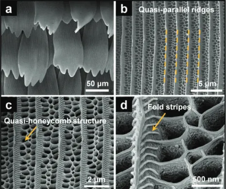 Figure 3.  Structural analysis of the original butterfly wings. a) Scales range in good order on  the substrate