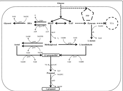 Fig. 1 Scheme of the engineered metabolic pathway for the production of 1,2-propanediol and 1-propanol inoxidoreductase/lactaldehyde reductase (FucO);triphosphate,citric acid cycle,thesynthase (MgsA); C