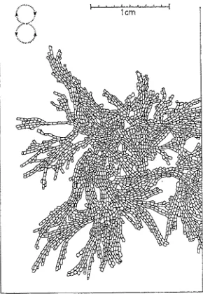 Fig. 11: Electra pitosa zooids on the lett side are grown in 15 cm/sec). The arrows in B and the bla& mark in D (L.)