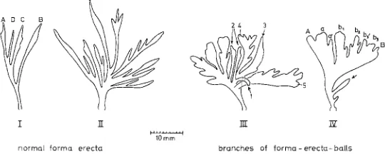 Fig. 13" Electra pilosa side branches; all branches are projected from their three-dimensional arrangement into one condary and tertiary side branches from simple, narrow forms (arrows) to larger ones with of branching; the figures on branch III indicate d