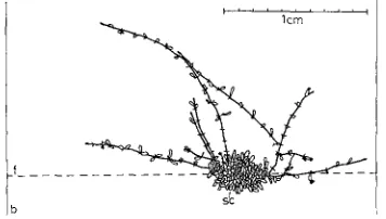 Fig. 5: Farrella repens (FAI~RE). Development of colonies exposed to current speeds of 15 and 3 cm/sec; b border of glass slide