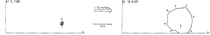 Fig. 7: Conopeurn seurati (CANt 0. Development of a colony in steady water currents; b border of glass slide, arrows indicate the main growth directions 