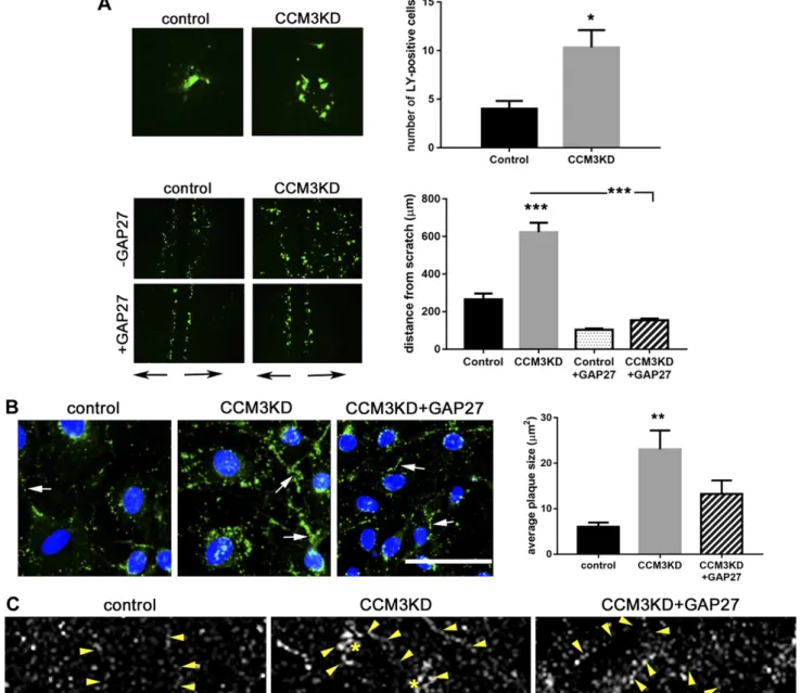 Figure 3. CCM3KD cells have increased GJIC. A) GJIC measured by microinjection (top) and scratch assay (bottom)