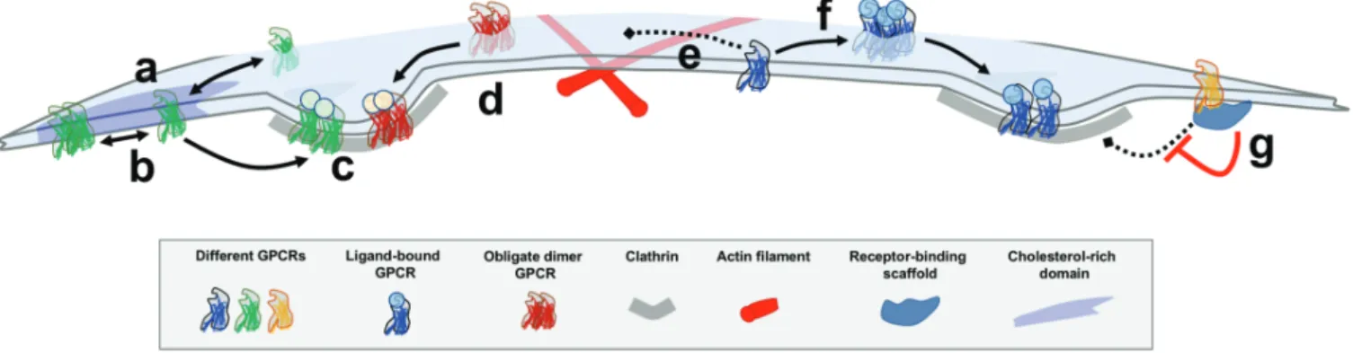FIGURE 1 GPCR organization at the plasma membrane is dynamic and regulated. (a) Before agonist addition, many GPCRs exist at the plasma membrane as monomers