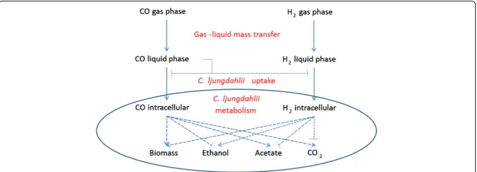 Fig. 2 The effects of CO and H2 mass transfer and cellular uptake on biomass production and the distribution of metabolic products by C