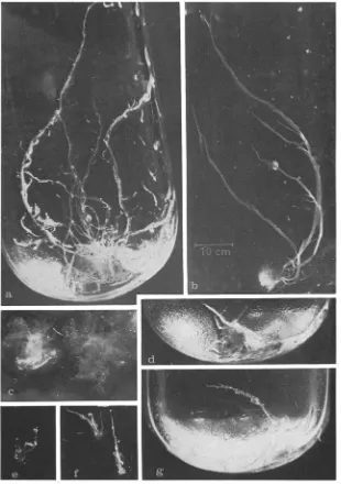 Fig. 1: Enterornorpha intestinalis. Photographed macroscopically with a 35 mm reflex camera through the test tube walls