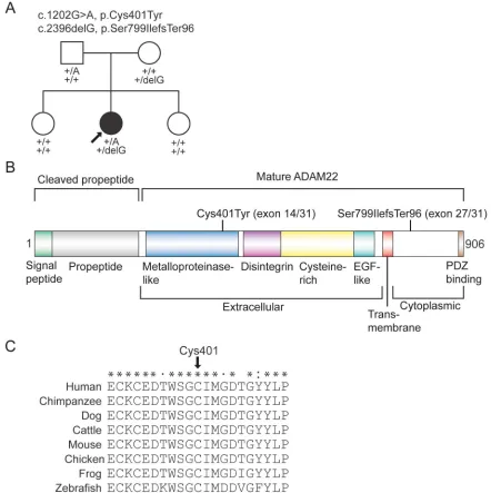 Figure 2Compound heterozygous mutations in ADAM22
