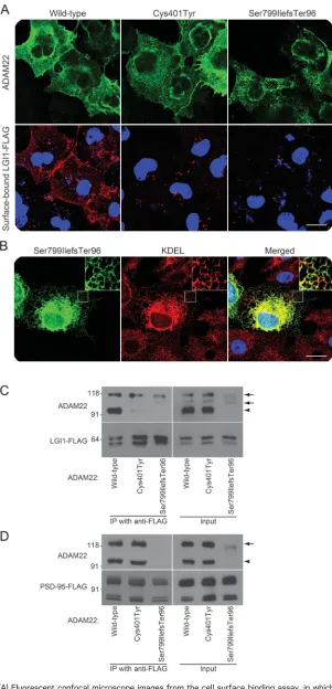 Figure 3ADAM22 mutant proteins do not bind to LGI1
