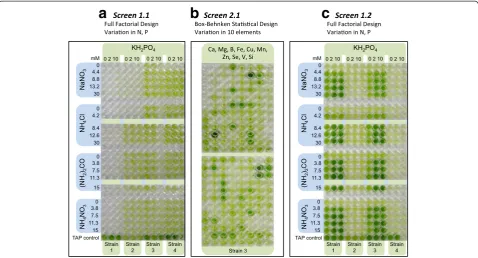 Figure 2 The multidimensional nutrient screen. (a) Initial Screen 1 (Screen 1.1) optimises phosphate concentration (0, 2, 10 mM KH2PO4) as wellas N type (NaNO3, NH4Cl, (NH2)2CO and NH4NO3) and concentration (0 to 30 mM)