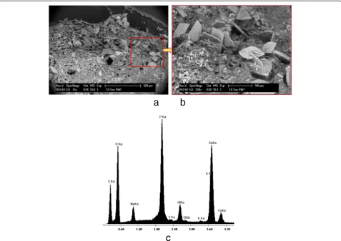 Figure 5 Scanning electron microscopic photo of a PM-EGSB granule (a, b) and energy-dispersive X-ray analysis (c) on the precipitates onthe granule.